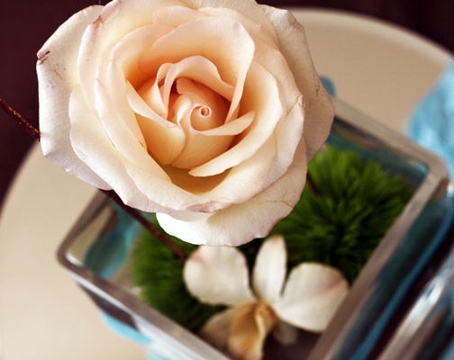 A rose